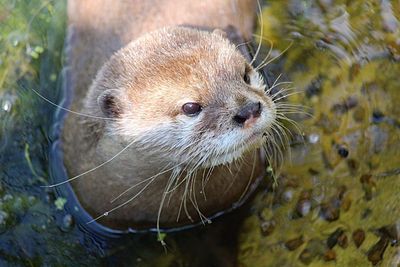 Close-up of portrait of water