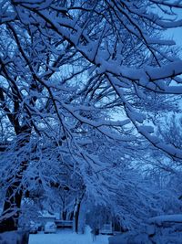 Frozen bare trees during winter