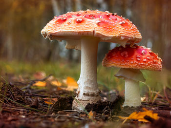 Close-up of fly agaric mushroom on field