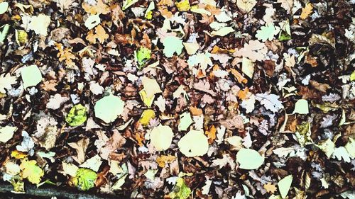 Close-up of leaves