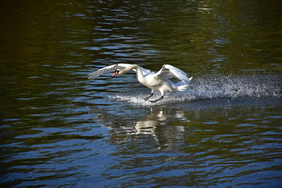 Bird flying over lake