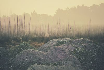 Close-up of trees in forest against sky