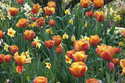 Close-up of orange tulips blooming on field