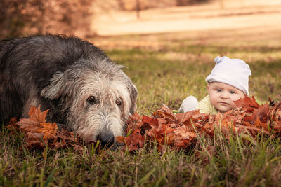 Portrait of dog on field