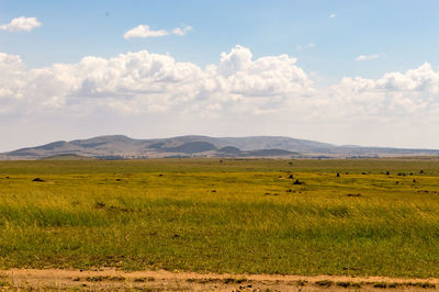 Flock of sheep grazing on field against sky