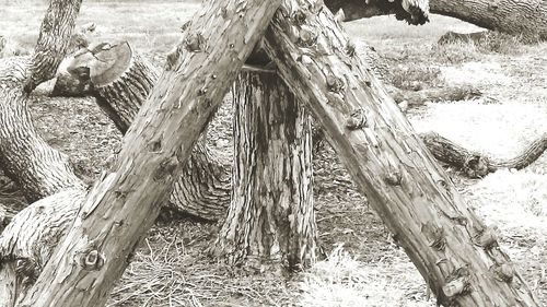 Close-up of tree stump