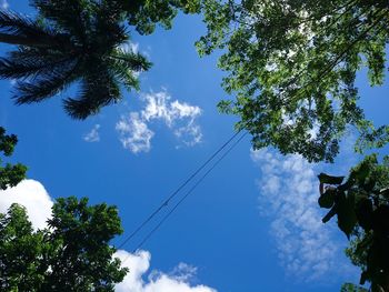 Low angle view of tree against sky