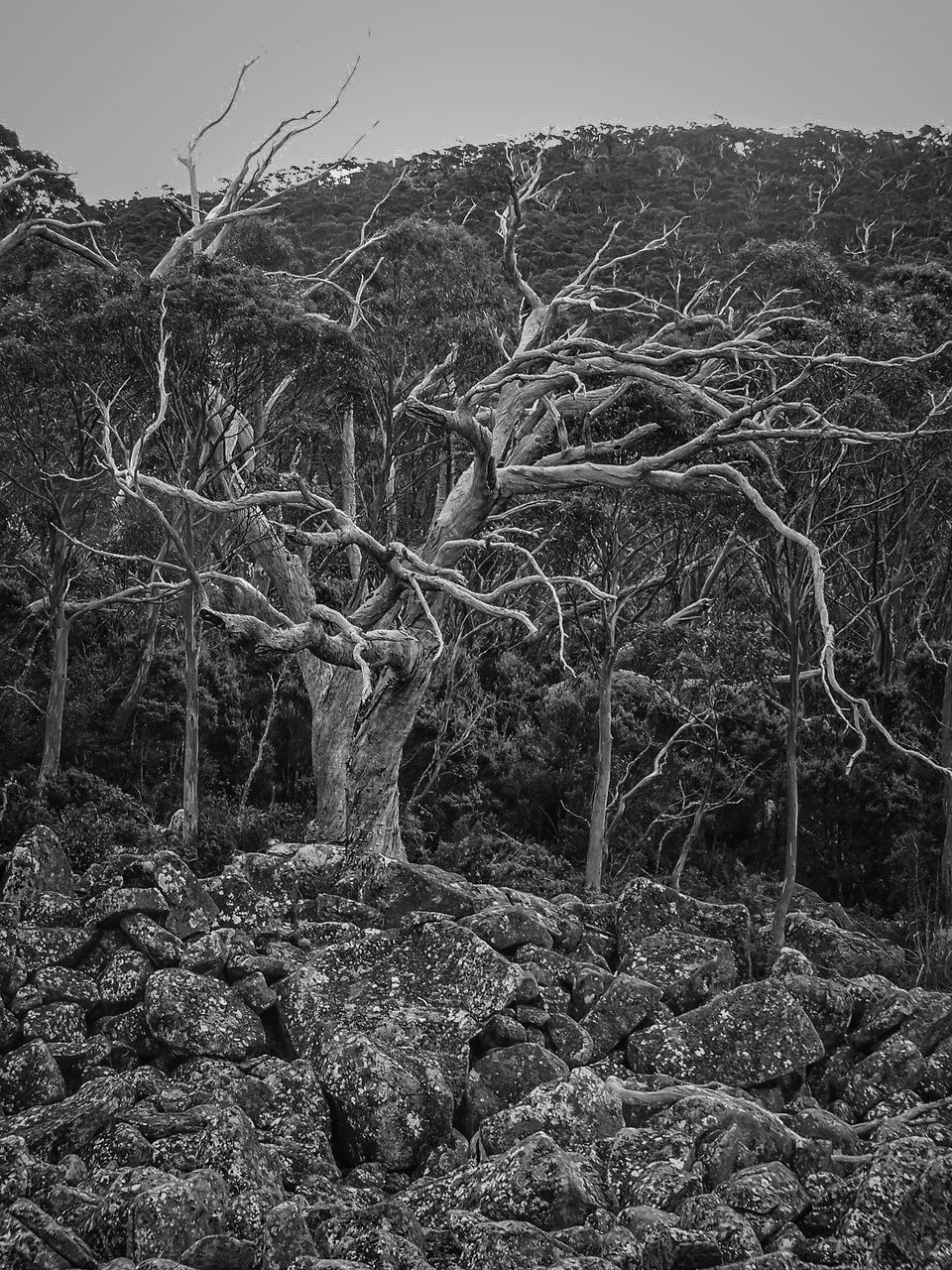 VIEW OF BARE TREES IN THE FOREST