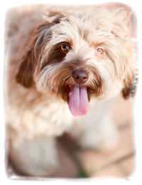 Close-up portrait of dog