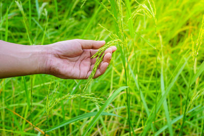 Close-up of hand holding plant on field