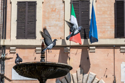 Pigeon flying against building