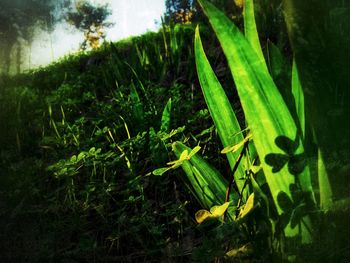 Close-up of fresh green plants