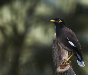 Close-up of bird perching on wooden post