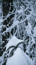 Close-up of frozen leaf