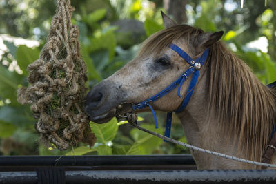 Close-up of a horse in ranch