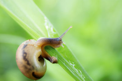 Close-up of snail on plant
