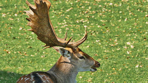 Close-up of deer on field