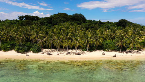 Coconut trees on a white beach. caramoan islands, philippines. beautiful islands, aerial drone