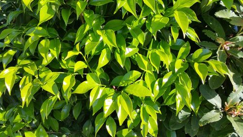 Full frame shot of green leaves