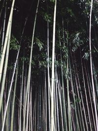 Low angle view of trees in forest