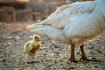 Gosling stands behind mother in messy pen