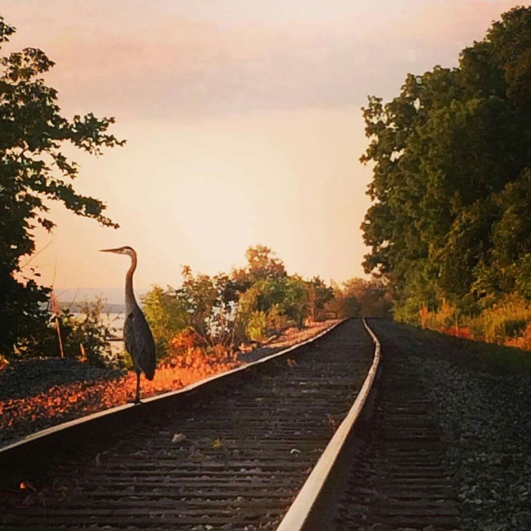 the way forward, tree, diminishing perspective, sky, vanishing point, sunset, transportation, tranquility, nature, tranquil scene, outdoors, railroad track, orange color, cloud - sky, no people, silhouette, beauty in nature, dusk, growth, scenics