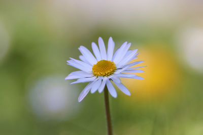 Close-up of purple daisy flower