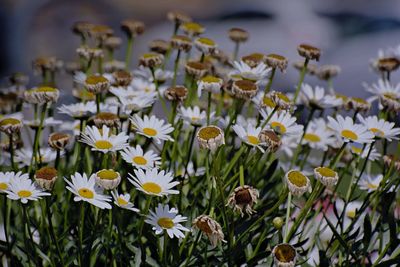 Close-up of white flowering plants