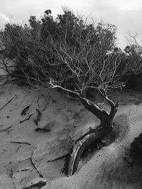 Tree on sand at beach against sky