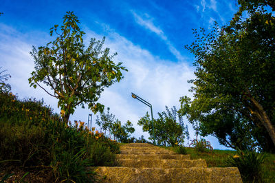 Low angle view of trees against sky