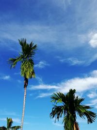 Low angle view of palm trees against blue sky