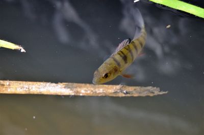 High angle view of fish swimming in lake