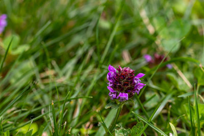 flowering plant