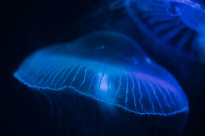 Close-up of jellyfish swimming in sea