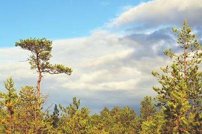 Low angle view of trees against cloudy sky