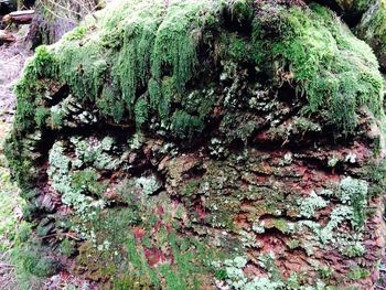 Plants growing on tree trunk