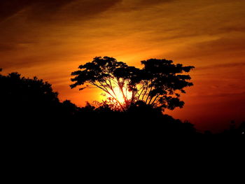 Silhouette of trees at sunset