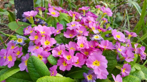 Close-up of purple flowers