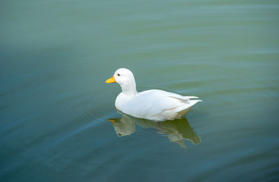 Close-up of duck swimming in lake