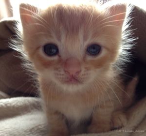 Close-up portrait of cat