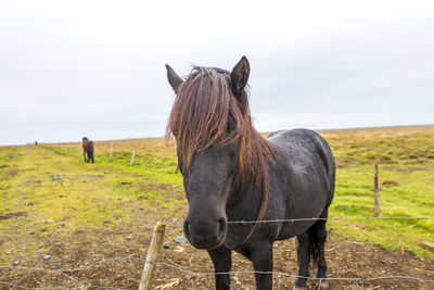 The icelandic horse, iceland