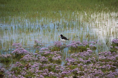 Bird perching on plant by lake