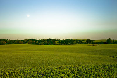 Scenic view of agricultural field against clear sky