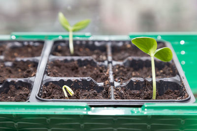 Close-up of potted plants in nursery