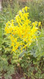 Close-up of yellow flowers on field