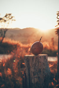 Close-up of bread on tree against sky during sunset