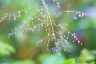 Close-up of dew drops on leaves