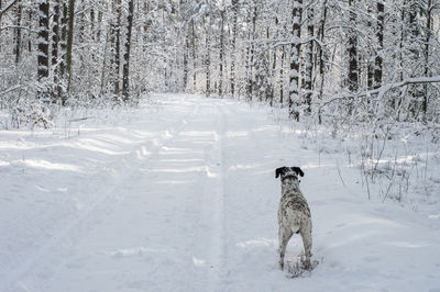 Dog on snow in forest