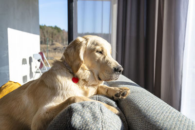 A young male golden retriever lies on the couch backrest in the rays sun in living room of the home.