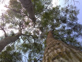 Low angle view of trees against sky